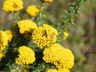 Metalasia aurea flowers. Photo Adriaan Grobler