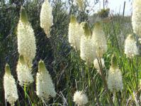 Flowers of Bulbinella eburniflora