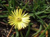 Cephalophyllum parviflorum in flower