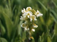 Eriosema kraussianum