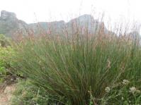 Thamnochortus spicigerus