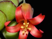 Cotyledon woodii
