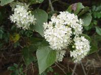 Flowers of Dombeya cymosa. Photo Geoff Nichols