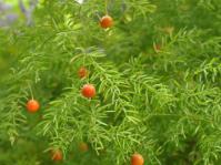 Foliage and fruits