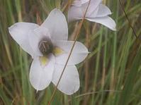 Gladiolus rehmannii in flower