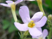 Chaenostoma uncinatum flower