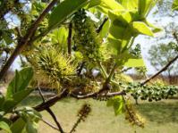 Combretum zeyheri