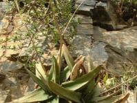 Gasteria loedolffiae growing in habitat