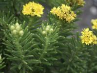  The flowerbuds of M. corymbosa form attractive, woolly balls at the tips of the stems.