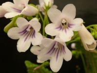 Streptocarpus parviflorus closeup of flowers