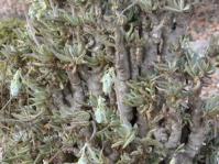 Kleinia cephalophora