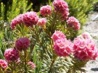 Lachnaea densiflora