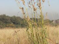 Cymbopogon caesius