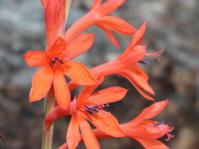 Watsonia angusta