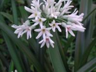 Cryptostephanus vansonii