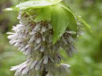 Eucomis bicolor inflorescence