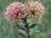 Leucospermum calligerum