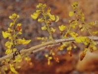 Coleus esculentus