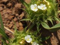 Crabbea angustifolia