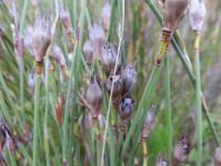 Willdenowia teres