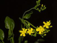 Villarsia goldblattiana