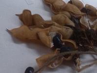 Dumasia villosa var. villosa pods and seeds