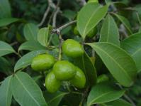 Vepris reflexa fruits and leaves