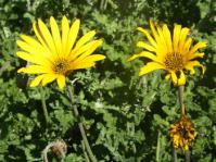 Arctotis revoluta