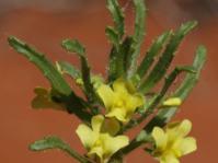 Nemesia arenifera