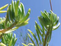 Curio pondoensis