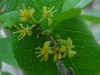 Vepris carringtoniana