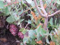 Protea amplexicaulis