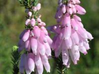 Erica baueri subsp. gouriquae