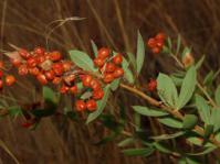 Searsia pondoensis