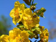 Ochna natalitia