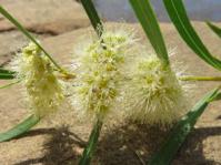 Metrosideros angustifolia flowers