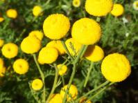 Oncosiphon grandiflorum
