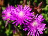 Smicrostigma viride