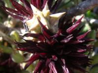 Quaqua mammilaris 