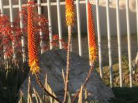 Aloe aculeata