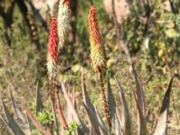 Aloe petricola in habitat