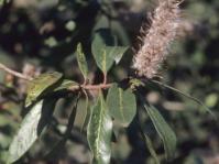 Faurea galpinii, seedhead
