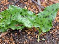 Ledebouria petiolata