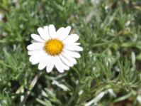 Eumorphia prostrata