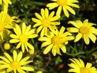 Senecio littoreus