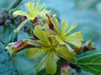 Triumfetta annua. Photo: Geoff Nichols