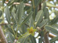 Sterculia alexandri 