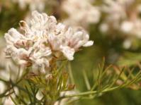 Serruria decipiens