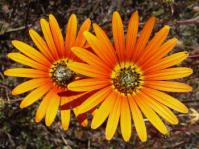 Ursinia chrysanthemoides