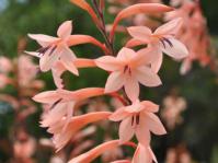 Watsonia tabularis, pink